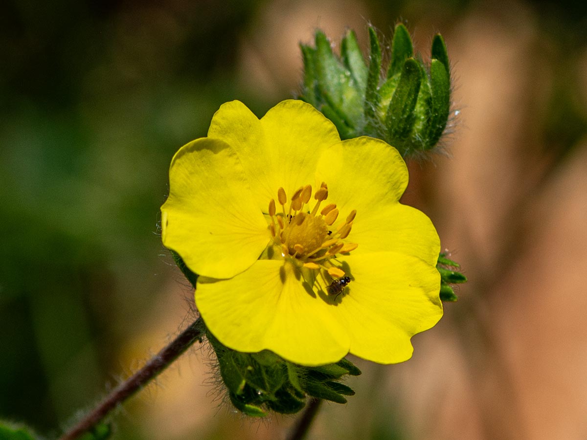 Bl&uuml;te